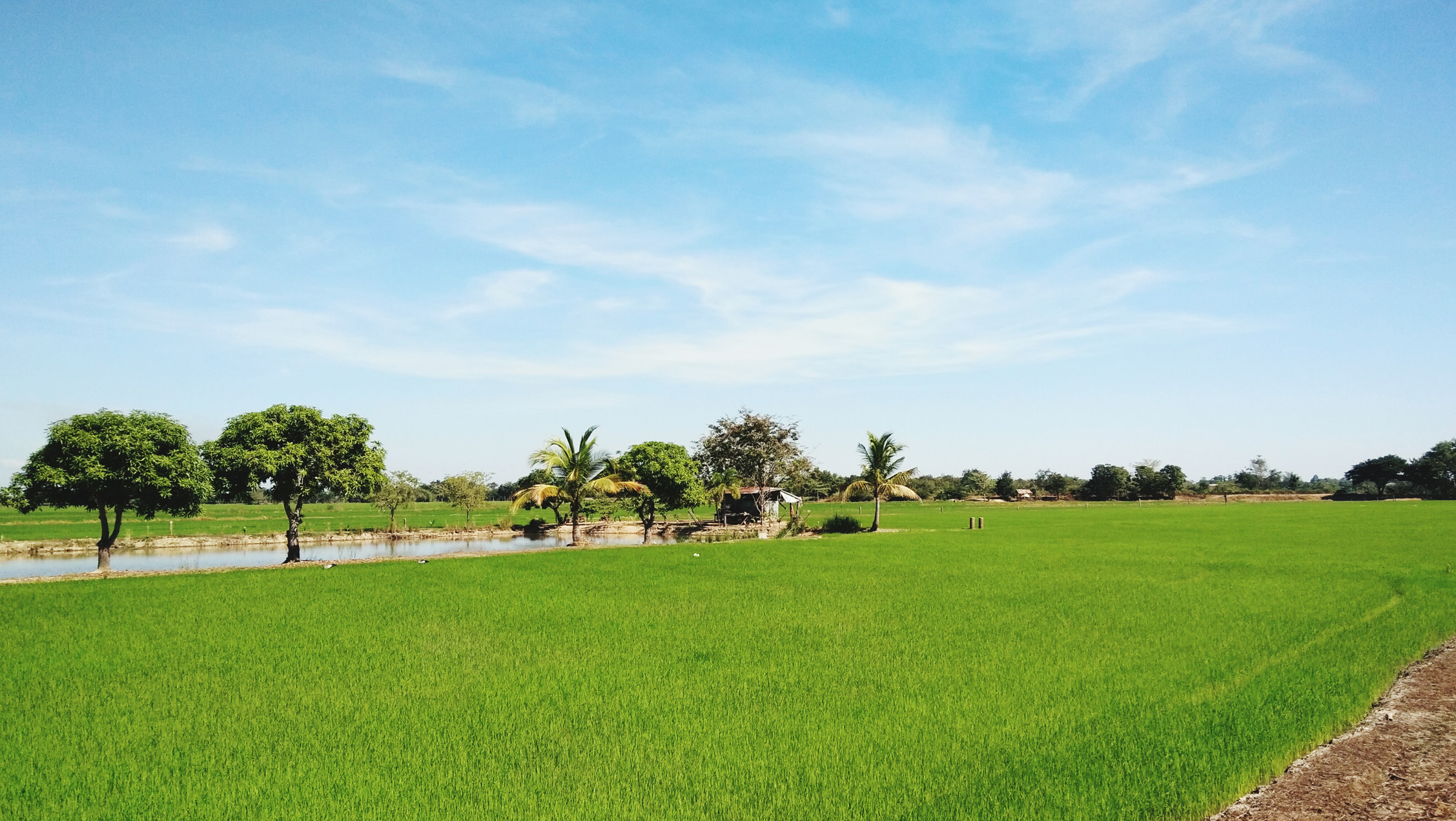 Farm House Lands for Sale in Rewari