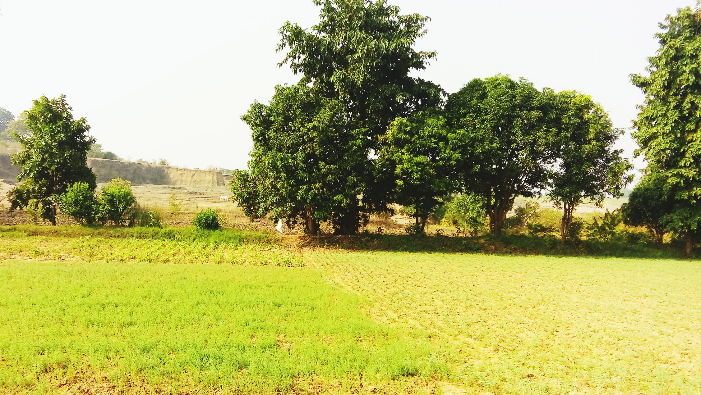 Farm House Lands for Sale in Rewari